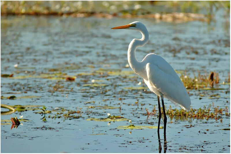 Great Egretadult