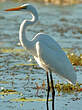 Grande Aigrette