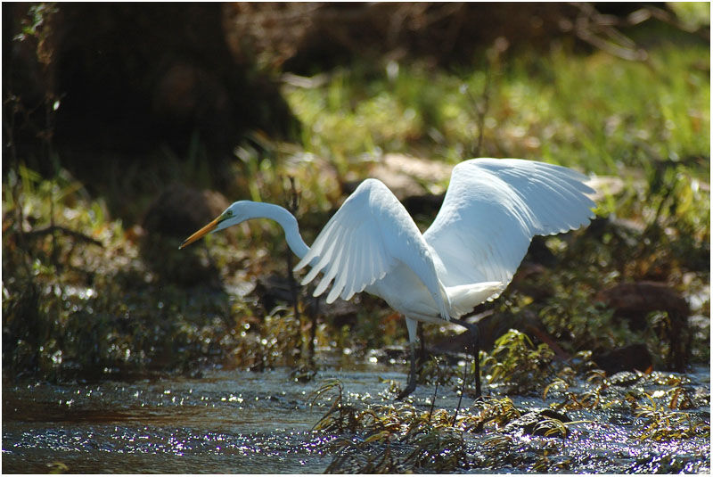 Great Egretadult