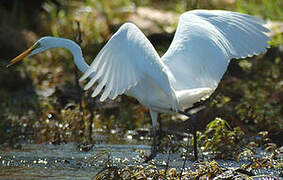 Grande Aigrette