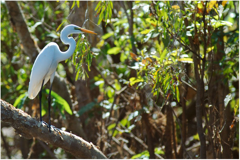 Grande Aigrette