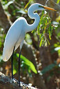 Grande Aigrette