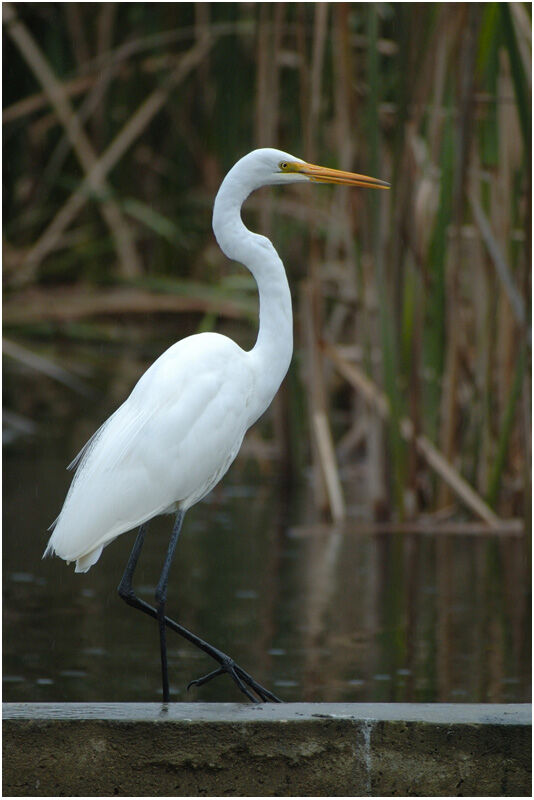 Great Egretadult