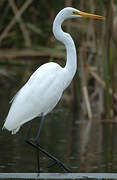 Grande Aigrette