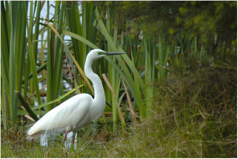 Great Egretadult breeding