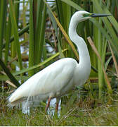 Grande Aigrette