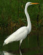 Grande Aigrette