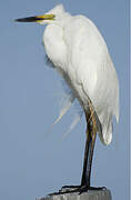 Grande Aigrette