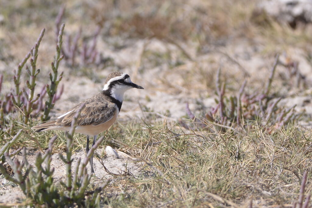 Madagascar Ploveradult