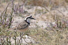 Madagascan Plover