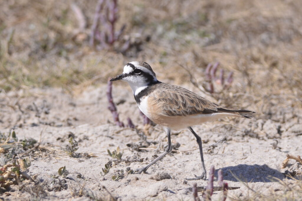 Madagascan Ploveradult