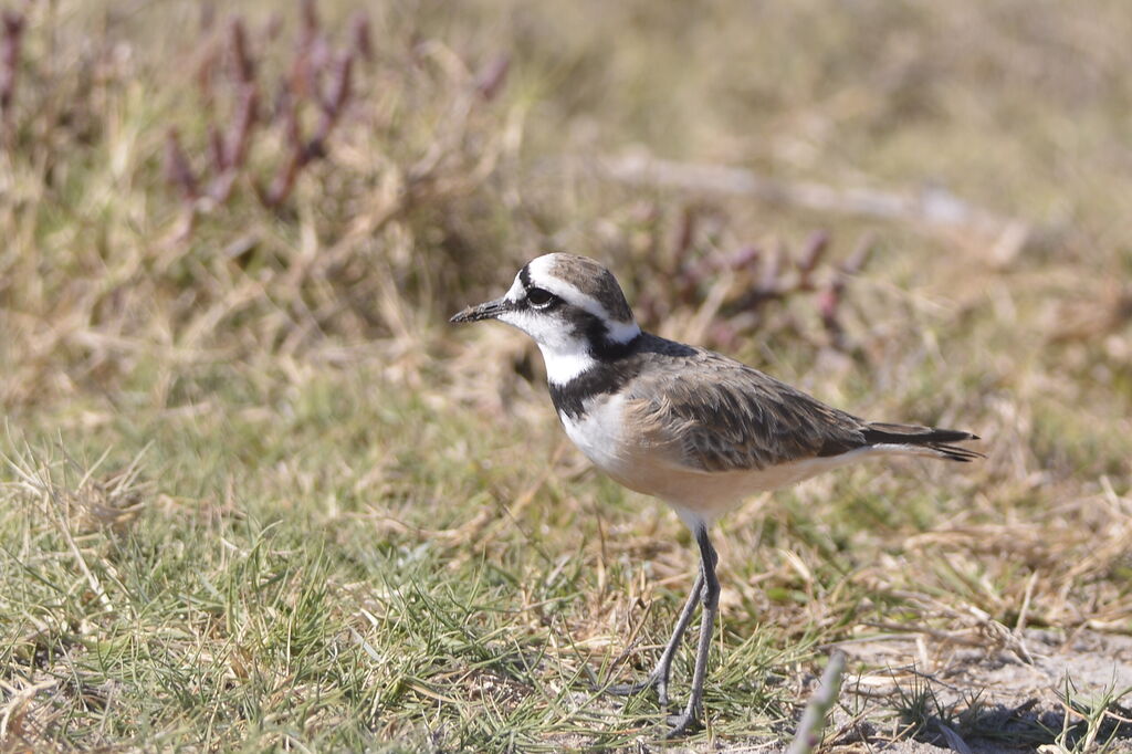 Madagascan Ploveradult