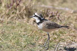 Madagascar Plover