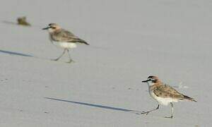 White-fronted Plover