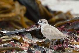 White-fronted Plover