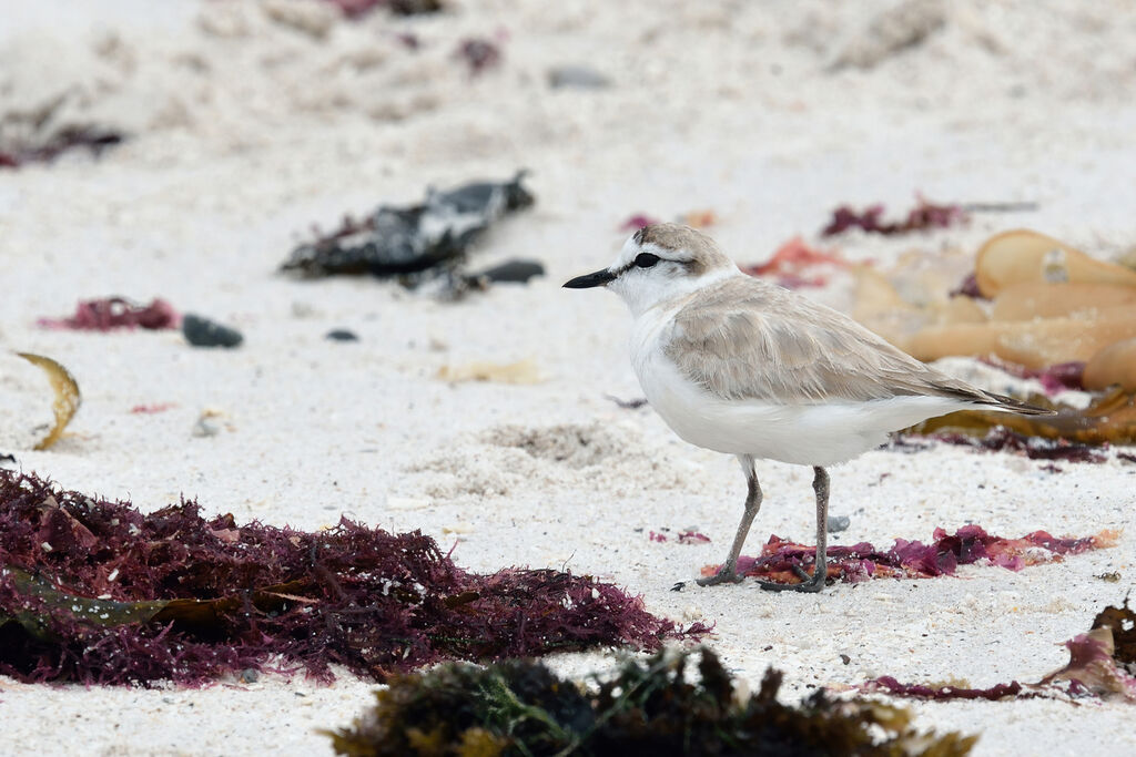 White-fronted Ploveradult