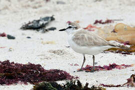 White-fronted Plover