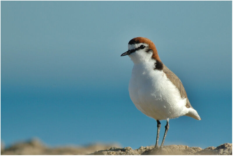 Red-capped Ploveradult