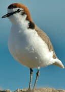 Red-capped Plover