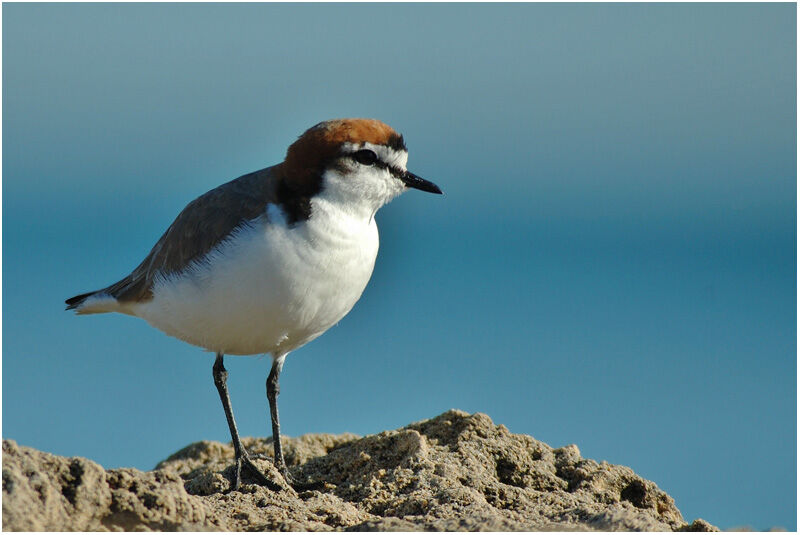 Red-capped Ploveradult