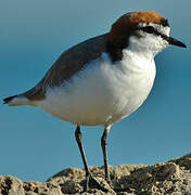 Red-capped Plover