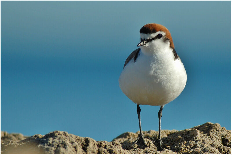 Red-capped Ploveradult