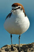 Red-capped Plover