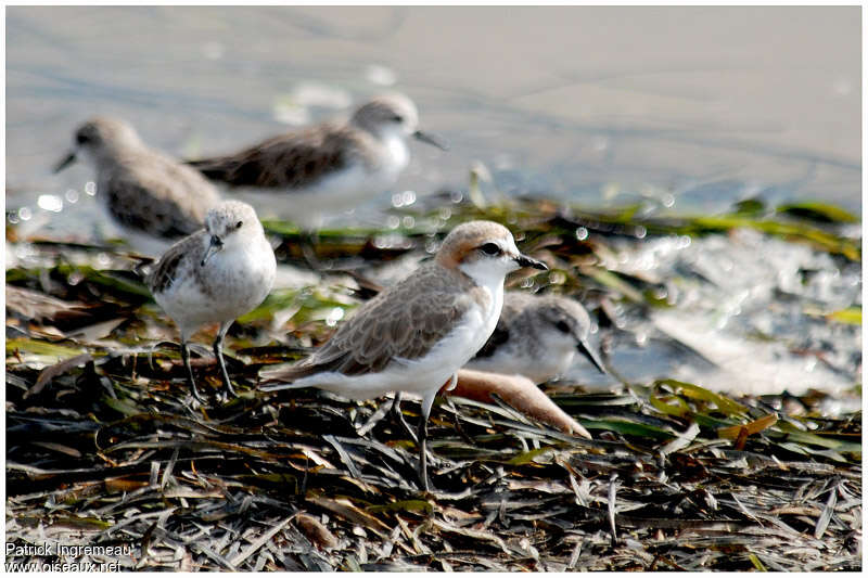 Gravelot à tête rousseadulte internuptial, identification