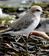 Red-capped Plover