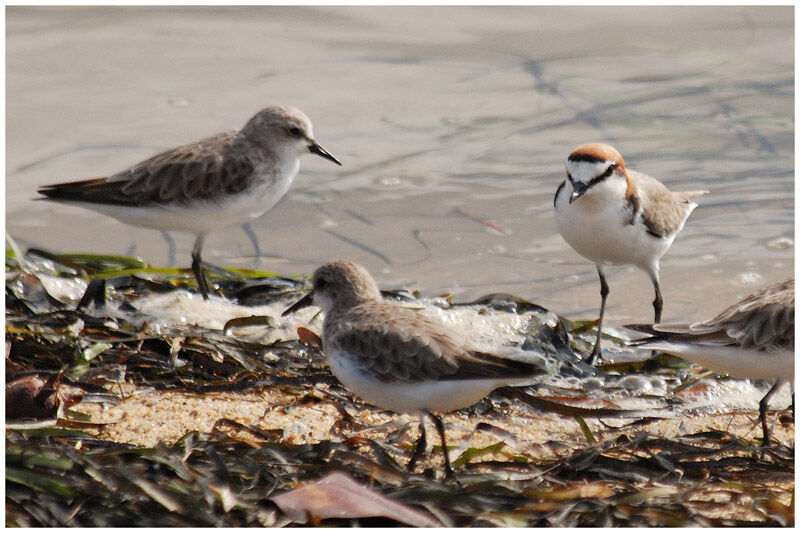 Red-capped Ploveradult breeding