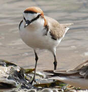 Red-capped Plover