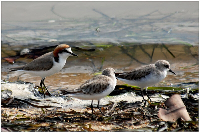 Red-capped Ploveradult breeding