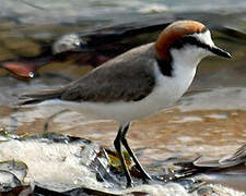 Red-capped Plover