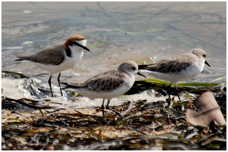 Gravelot à tête rousseadulte nuptial