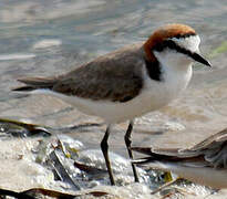 Red-capped Plover