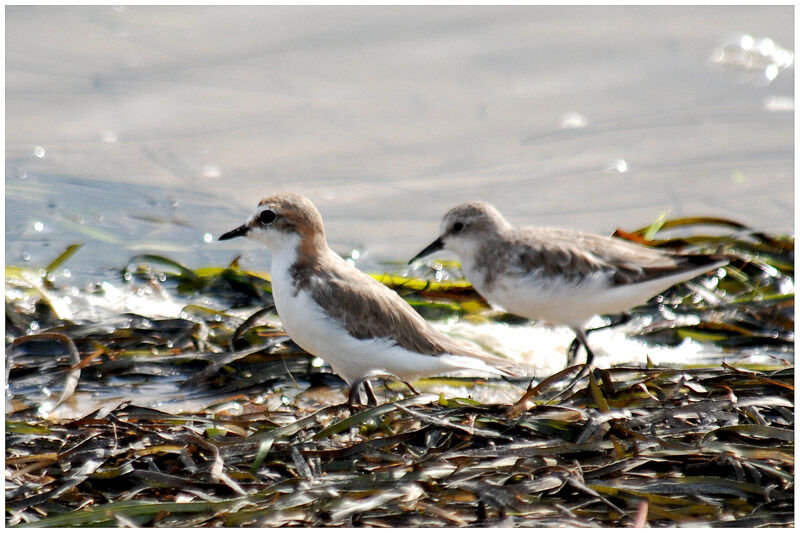 Red-capped Plover