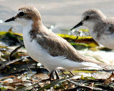 Red-capped Plover