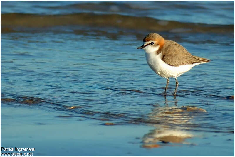 Gravelot à tête rousse femelle adulte nuptial, identification