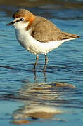 Red-capped Plover