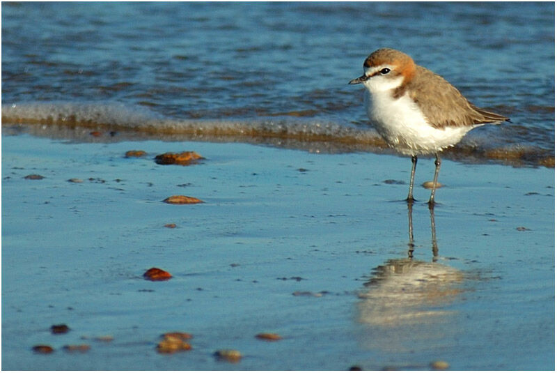 Gravelot à tête rousse femelle adulte