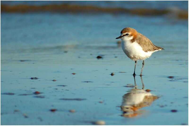 Red-capped Plover female adult