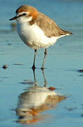 Red-capped Plover