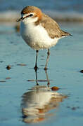 Red-capped Plover