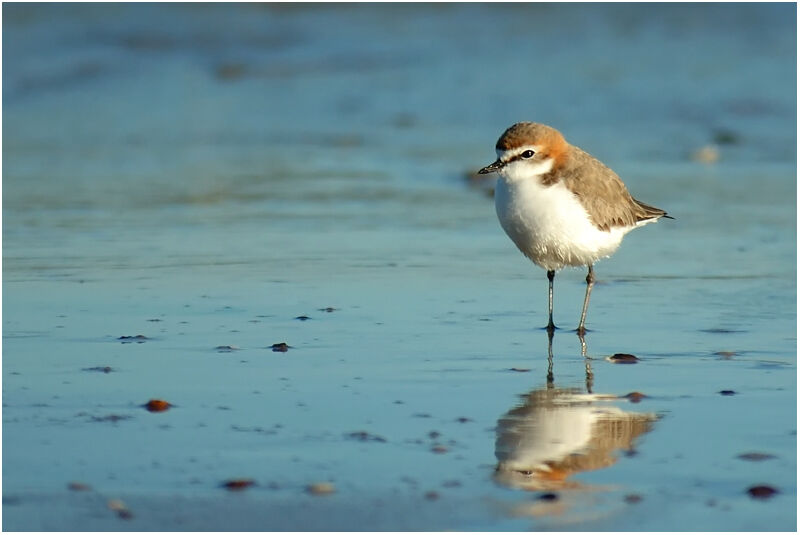 Red-capped Plover female adult