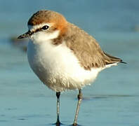 Red-capped Plover