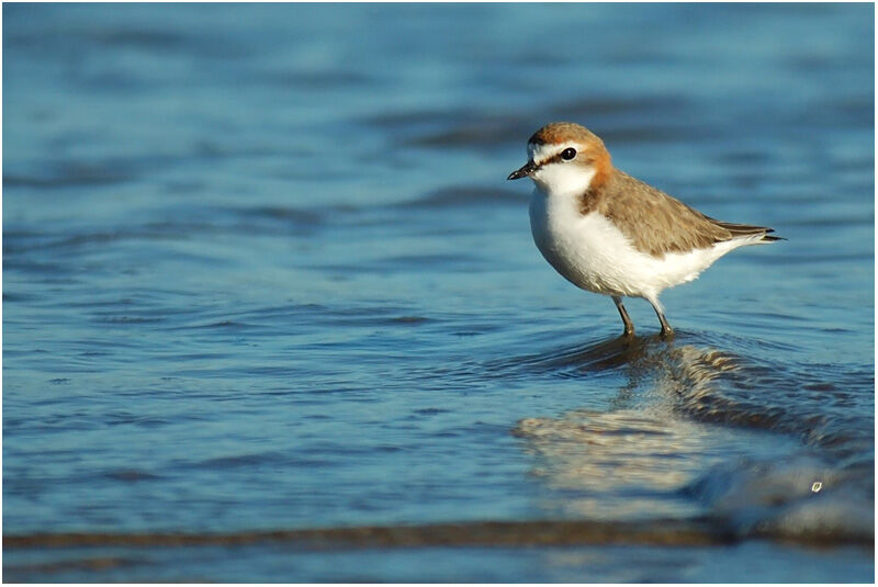 Gravelot à tête rousse femelle adulte