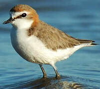 Red-capped Plover