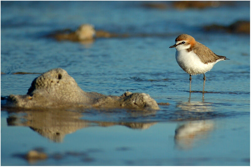 Gravelot à tête rousse femelle adulte