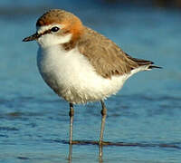 Red-capped Plover