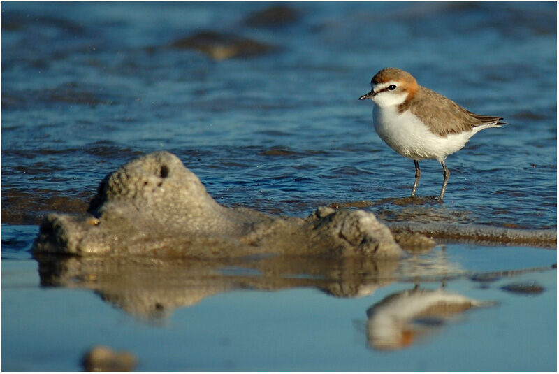 Gravelot à tête rousse femelle adulte